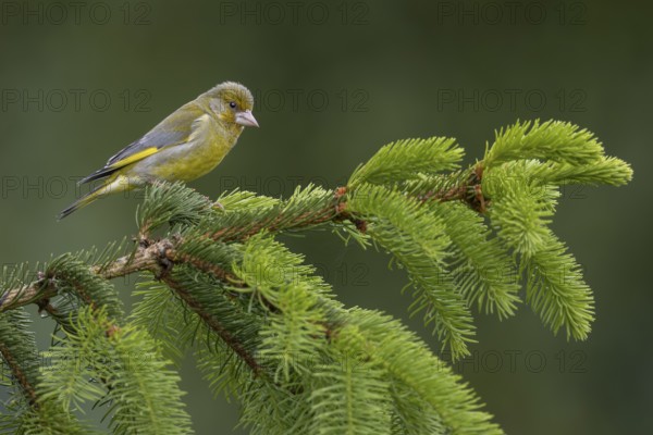 With its head feathers erect, the male greenfinch (Chloris chloris) signals to conspecifics and other bird species that it is highly alert and ready to fight, breeding season, Germany