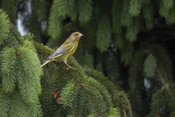 During the breeding season, often only male greenfinches (Chloris chloris) can be observed, as only females breed, breeding season, Germany