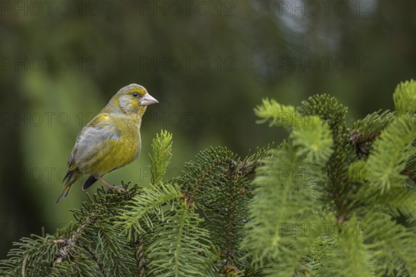 A male greenfinch (Chloris chloris) grooming its feathers, breeding season, Germany