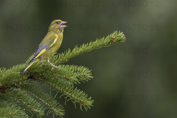 With its territorial song, the male greenfinch (Chloris chloris) signals to conspecifics that this territory is occupied, breeding season, Germany