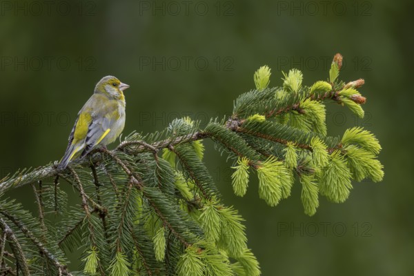 Male greenfinches (Chloris chloris) often use tree tops and free-standing branches as a singing platform during the breeding season, breeding season, Germany