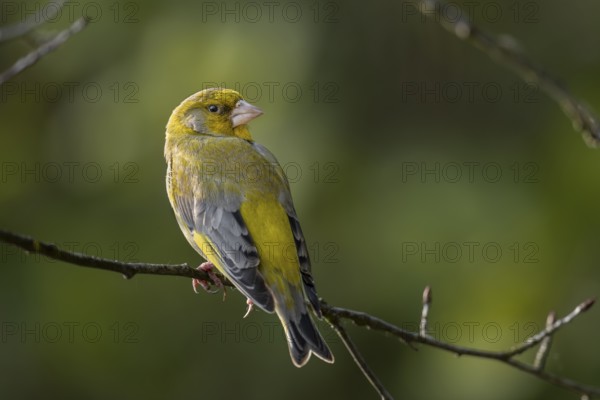 Ein Grünfink (Chloris chloris) Männchen sitzt auf einem Zweig / A male European greenfinch sits on a branch / Chloris chloris
