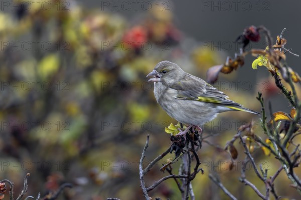 The seeds of the potato rose (Rosa rugosa) are an important food source for many finches, here a female greenfinch (Chloris chloris) has opened a rose hip to eat the seeds, Rabatte, Germany