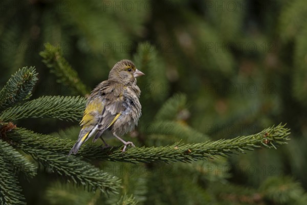 A greenfinch (Chloris chloris) female during plumage care, breeding season, Germany