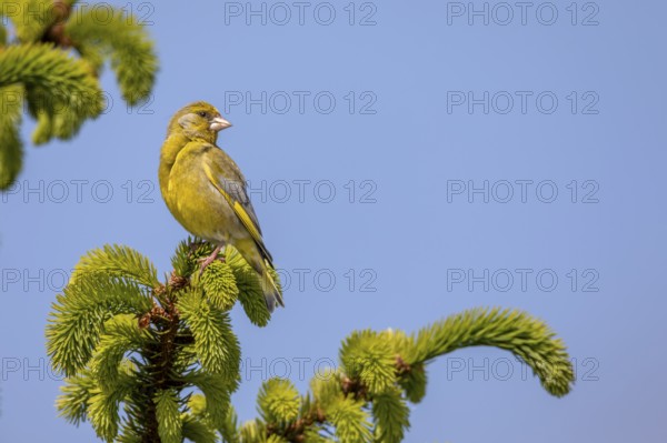 A male greenfinch (Chloris chloris) uses the top of a spruce tree as a singing platform, breeding season, Germany