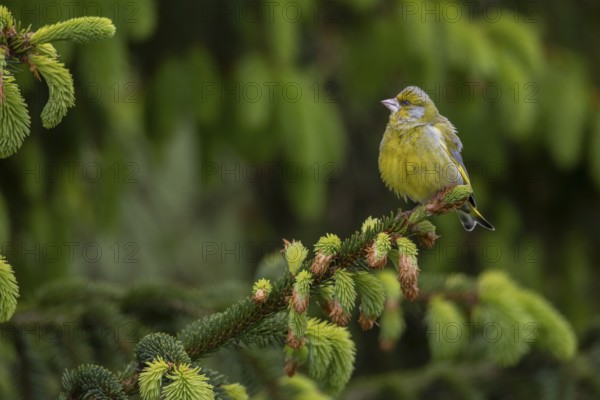 A male greenfinch (Chloris chloris) sitting on the branch of a spruce tree, breeding season, Germany