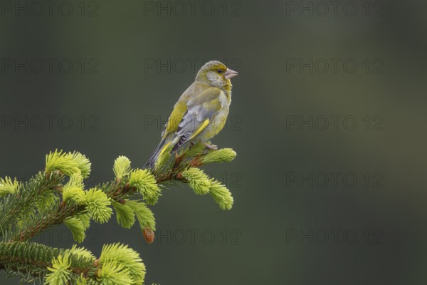 A male greenfinch (Chloris chloris) using a spruce branch as a singing platform, breeding season, Germany
