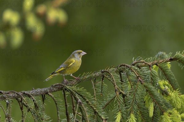 The greenfinch (Chloris chloris) looks very dainty for a finch, the strong beak in comparison to the body is the most striking indication of family affiliation, breeding season, Germany