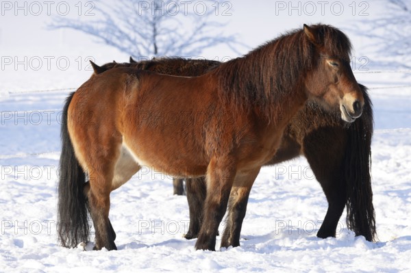 Icelandic horses (Equus islandicus) standing relaxed in winter on a meadow covered with snow, Schleswig-Holstein, Germany