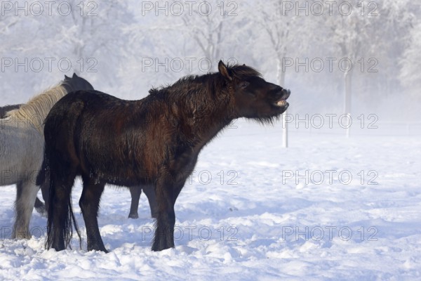 Flehmendes Icelandic horse (Equus islandicus) standing in winter in the fog on a meadow covered with snow, Schleswig-Holstein, Germany