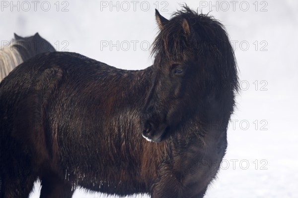 Icelandic horse (Equus islandicus), black, gelding standing on a meadow covered with snow in winter, Schleswig-Holstein, Germany