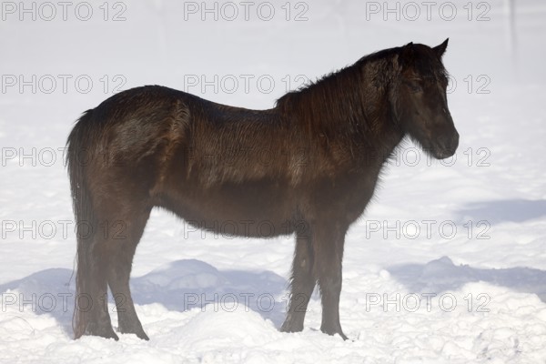 Icelandic horse (Equus islandicus), gelding standing in winter in the fog on a meadow covered with snow, Schleswig-Holstein, Germany