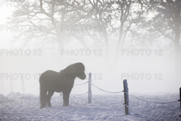 Icelandic horse (Equus islandicus) standing in winter in the fog on a meadow covered with snow, Schleswig-Holstein, Germany