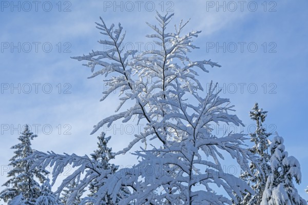Snowy tree, snow, winter, Sieversen, Samtgemeinde Rosengarten, Lower Saxony, Germany