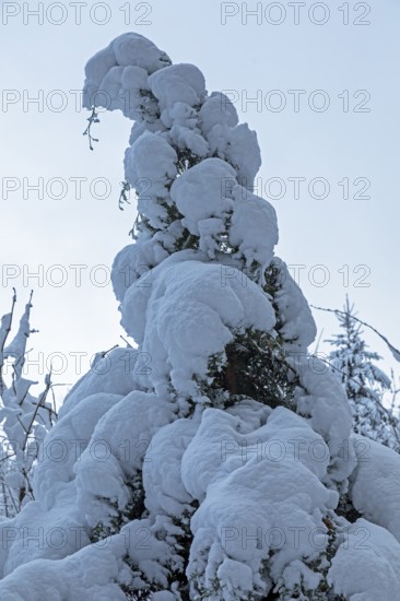 Snowy tree, snow, winter, Sieversen, Samtgemeinde Rosengarten, Lower Saxony, Germany
