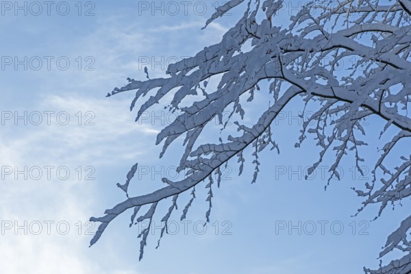 Snowy branches, tree, snow, winter, Sieversen, Samtgemeinde Rosengarten, Lower Saxony, Germany