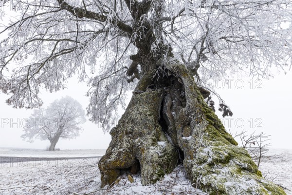 A distinctive linden tree with hoarfrost in the Swabian Jura. The Lindele natural monument in winter in Heroldstatt, Baden-Württemberg, Germany