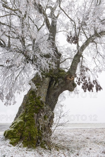 A distinctive linden tree with hoarfrost in the Swabian Jura. The Lindele natural monument in winter in Heroldstatt, Baden-Württemberg, Germany
