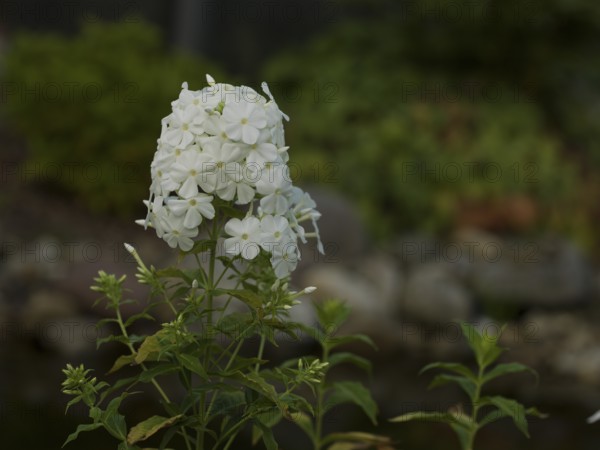 Plant, white phlox, flame flower, native garden, East Frisia, Germany