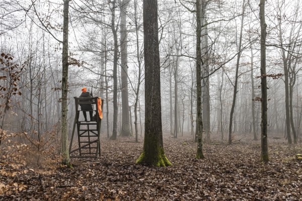 Driven hunting in Schönbuch. In autumn, hunters go hunting for wild boar and deer. Drivers in safety vests drive game through the forest. Böblingen, Baden-Württemberg, Germany