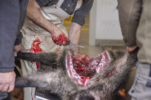 Driven hunting in Schönbuch. In autumn, hunters go hunting for wild boar and deer. After the hunt is over, the killed animals are broken up in a fair manner and the insides are removed. Böblingen, Baden-Württemberg, Germany