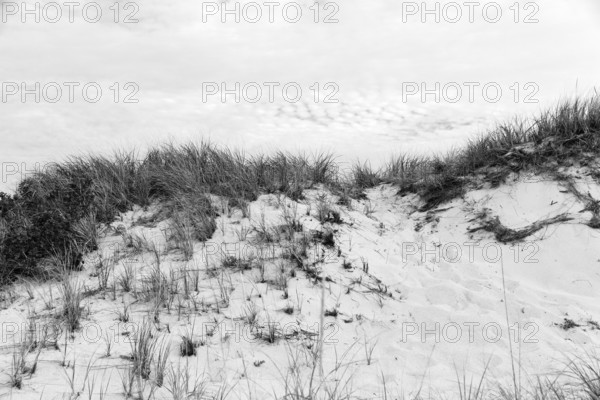 Dunes with tall grass, natural coastal landscape, monochrome, Provincetown, Race Point Beach, Cape Cod National Seashore, Atlantic Coast, Massachusetts, New England, USA