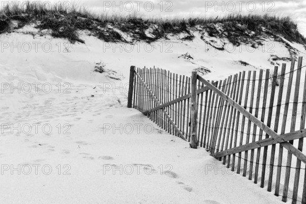 Typical dune landscape, beach landscape with wooden fence, dune protection, monochrome, Provincetown, Race Point Beach, Cape Cod National Seashore, Atlantic Coast, Massachusetts, New England, USA