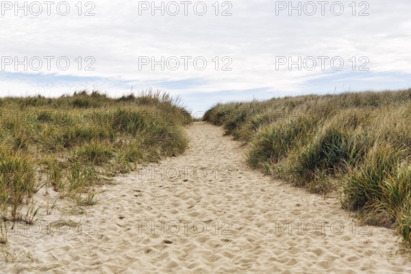 Sand path through dunes with tall grass, natural coastal landscape, Provincetown, Race Point Beach, Cape Cod National Seashore, Atlantic Coast, Massachusetts, New England, USA