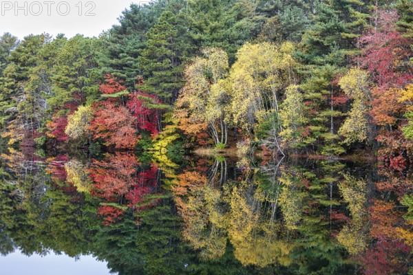 Forest with autumn leaves, Indian summer, reflection in water surface, Massachusetts, New England, USA