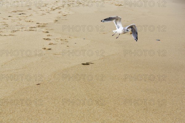 Seagull (larus) with food in its beak, flying over the sandy beach, Provincetown, Race Point Beach, Cape Cod National Seashore, Atlantic Coast, Massachusetts, New England, USA