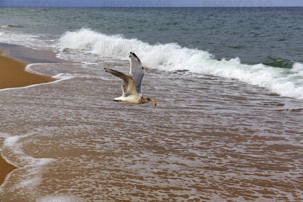 Seagull (larus) with food in its beak, flying to the sea, Provincetown, Race Point Beach, Cape Cod National Seashore, Atlantic Coast, Massachusetts, New England, USA
