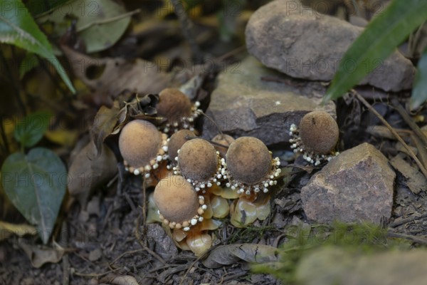 Daytime close up of mycorrhizal fungi (Balanophora fungosa) growing beside a hiking trail at Wallaman Falls, Queensland, Australia