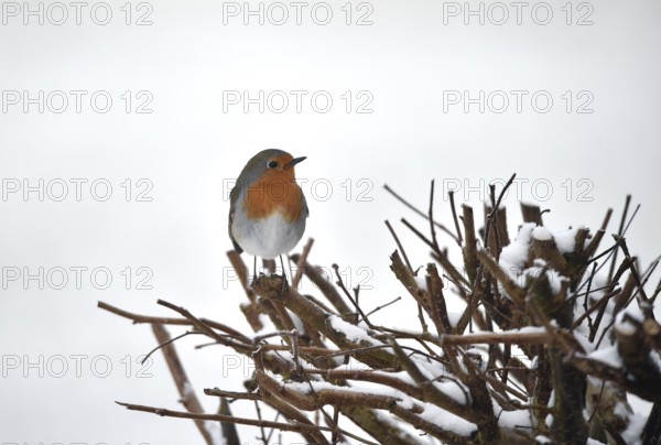 Robin (Erithacus rubecula) in a hedge in winter, Schleswig-Holstein, Germany
