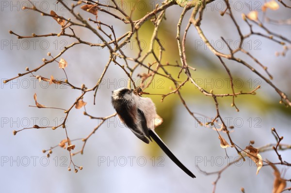 Long-tailed Tit (Aegithalos caudatus) on a branch, Schleswig-Holstein, Germany