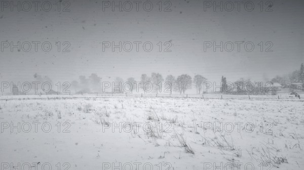 Snow-covered field with a row of trees in fog, Siegen