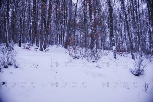 Snowy forest with bare trees, a peaceful, cold winter landscape, Siegen