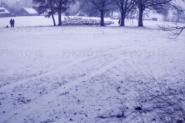 Wintery village landscape with snow-covered fields and trees, sheep in the background, quiet atmosphere, Siegen