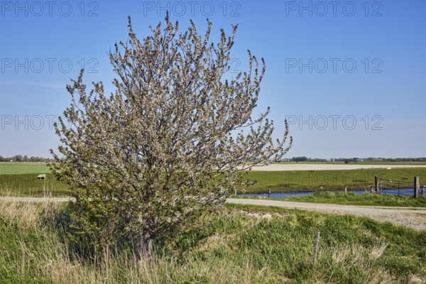 Bird cherry (Prunus avium), free-standing tree, blossoms, agricultural land, fields, meadows, grass, field path, Lecker Au stream, pale blue sky, cirrostratus clouds, Risum-Lindholm, North Frisia district, Schleswig-Holstein, Germany
