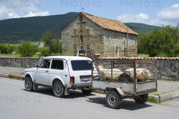A white car pulls a trailer with sheep in front of an old chapel in a rural area, Zaridzeebi, Mtskheta-Mtianeti region, Georgia