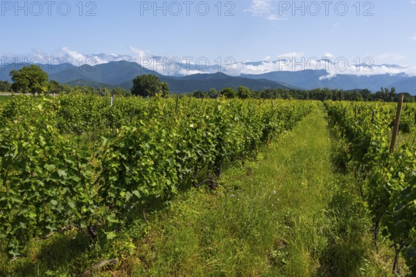 An extensive vineyard with green vegetation and a mountain backdrop under a blue sky with clouds, viticulture in the background of the High Caucasus, near Alaverdi, Kakheti region, Georgia