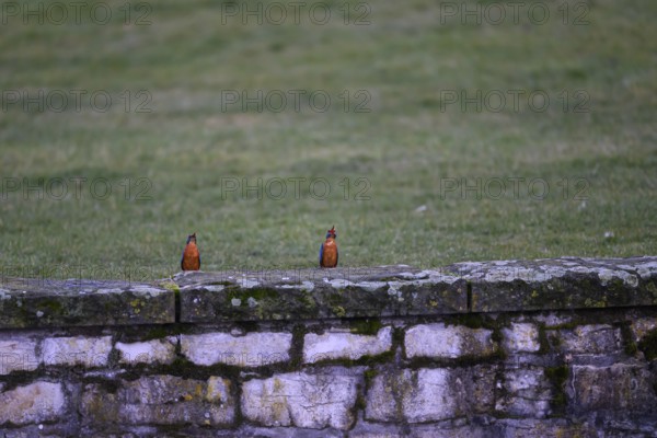 Two kingfishers (Alcedo atthis) mating on a stone wall, surrounded by green lawn, Paderquellgebiet, Paderborn, North Rhine-Westphalia, Germany