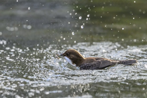 A dipper (Cinclus cinclus) swimming on a flowing stream, surrounded by natural environment, creating water splashes while swimming in the river, North Rhine-Westphalia, Germany
