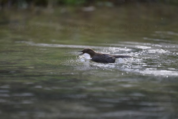 A dipper (Cinclus cinclus) swimming on a flowing stream surrounded by natural surroundings, North Rhine-Westphalia, Germany
