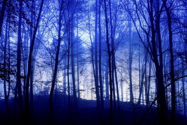 A foggy forest at night with blue lighting and gloomy atmosphere, A mystical forest in blue darkness illuminated by mysterious light, Krucum, Melle, Lower Saxony, Germany