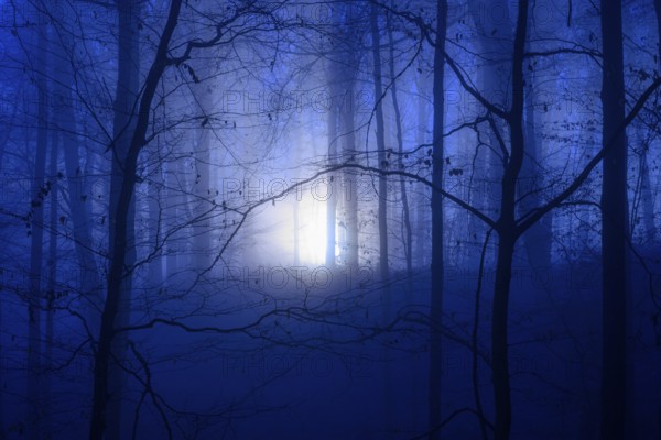 A gloomy forest with mystical blue light and fog in darkness, a foggy forest in blue twilight with mysterious light source, Krucum, Melle, Lower Saxony, Germany