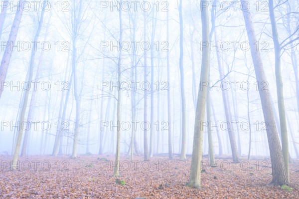 Mystical foggy forest with tall trees and autumn leaves, calming woodland with foggy, bare trees, Krucum, Melle, Lower Saxony, Germany