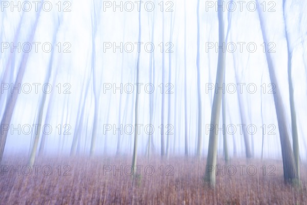 Abstract depiction of a forest in shimmering blue colors, blurred silhouettes of trees create an abstract forest scene, Krucum, Melle, Lower Saxony, Germany
