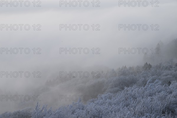 Thick fog over a snowy hilly and forest landscape, Hermannsweg an der Steinegge, Dissen am Teutoburger Wald, Lower Saxony, Germany