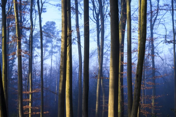 Tall trees in a forest in twilight blue light, tall trees in the bluish light of a forest, a quiet and mystical scene, Krucum, Melle, Lower Saxony, Germany