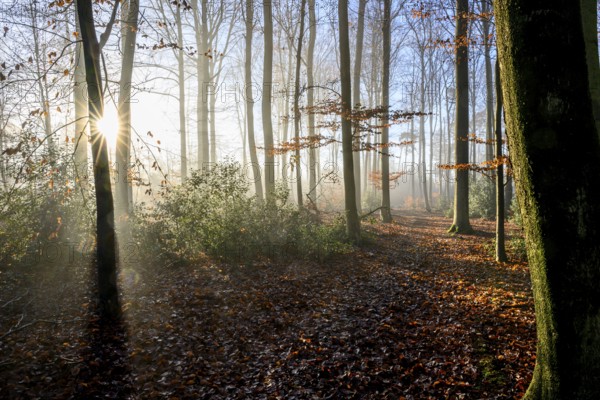 Sunlight falls through the trees of an autumn forest, A foggy forest with sun rays shining through the trees and illuminating the autumn forest floor, Krucum, Melle, Lower Saxony, Germany